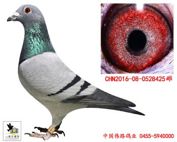 2016080528425