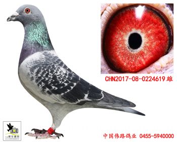 2017080224619
